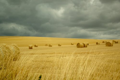 Foto d'estoc gratuïta de agricultura, blat, blat de moro