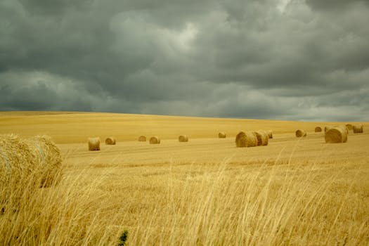 广阔的麦田里，干草堆成卷，映衬着戏剧性的天空
