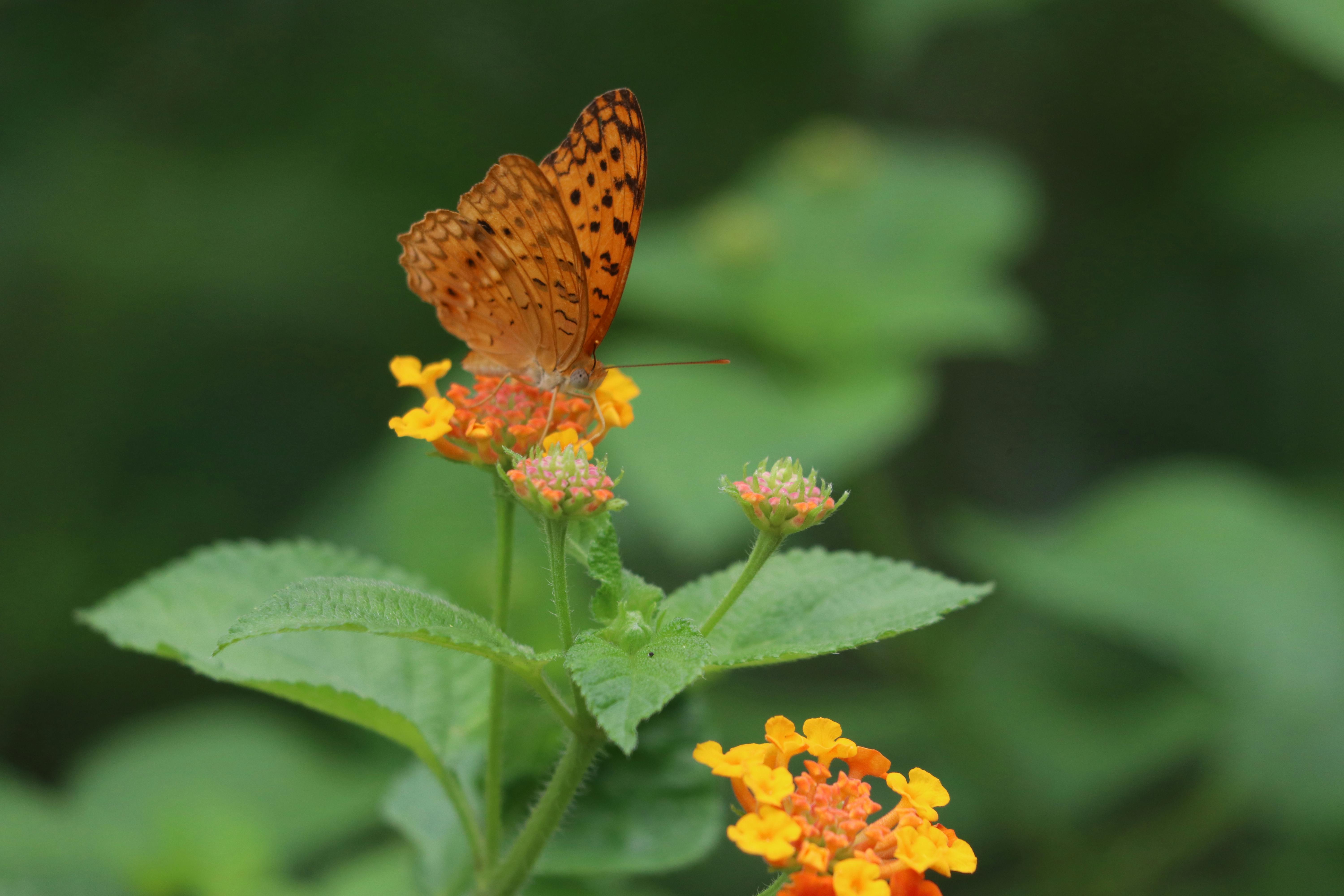Lantana