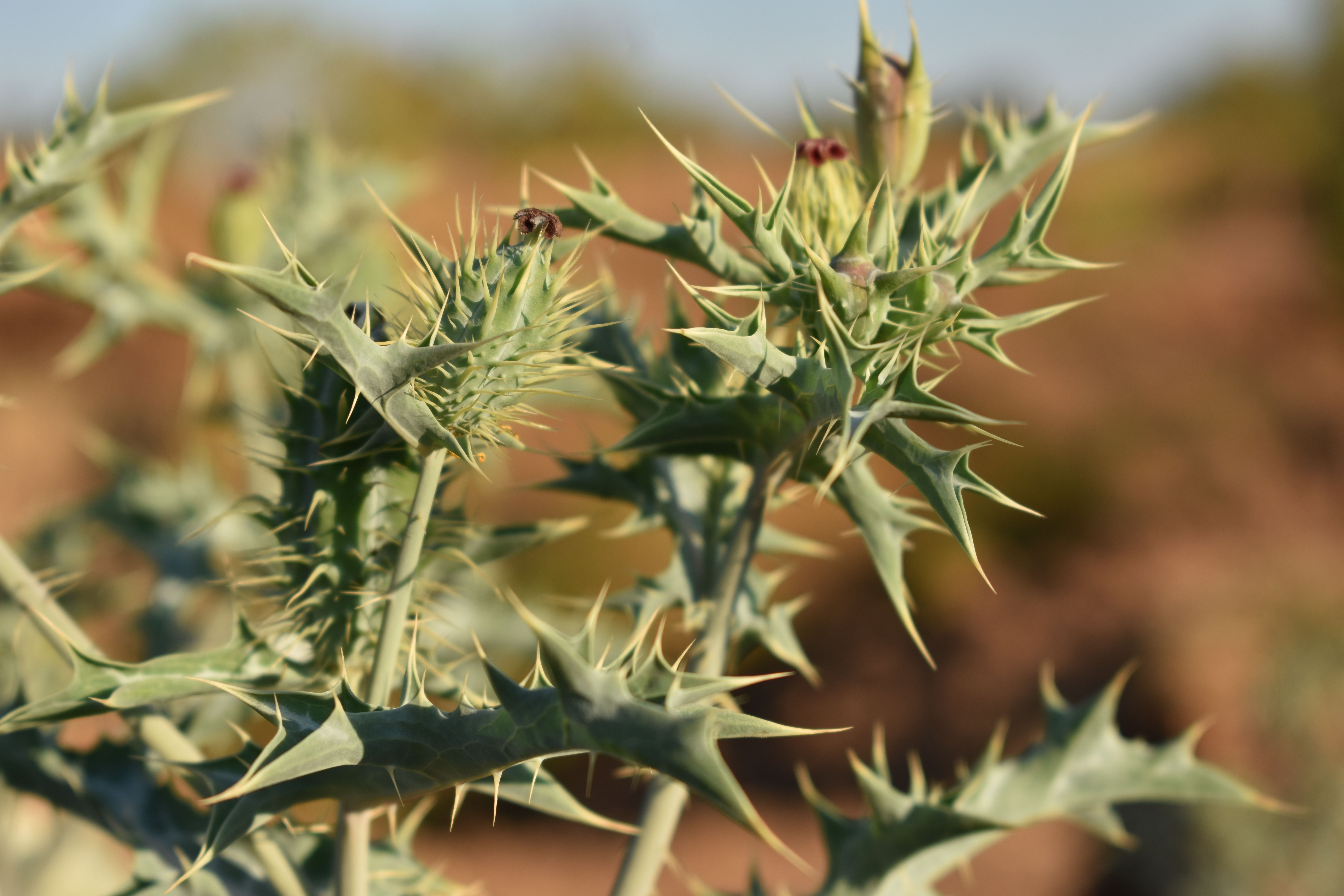 Close-up of Spiny Plant in Natural Setting · Free Stock Photo