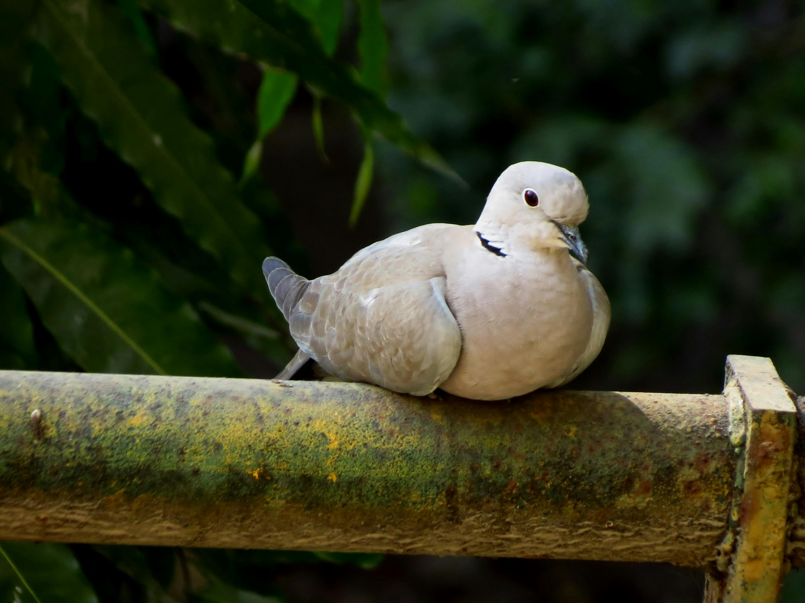 Free stock photo of dove