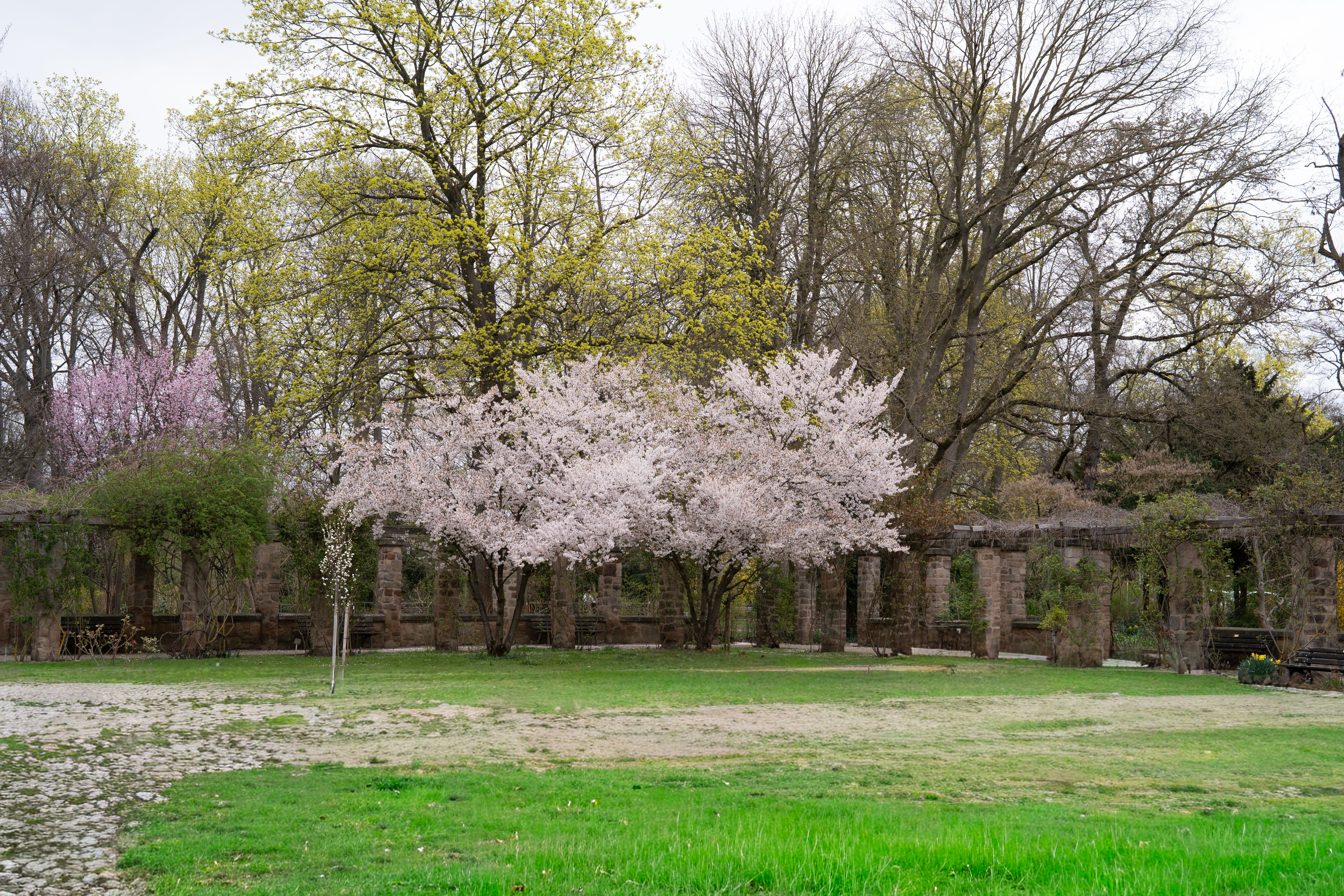 A peaceful park scene featuring blooming cherry blossoms and lush greenery during springtime.