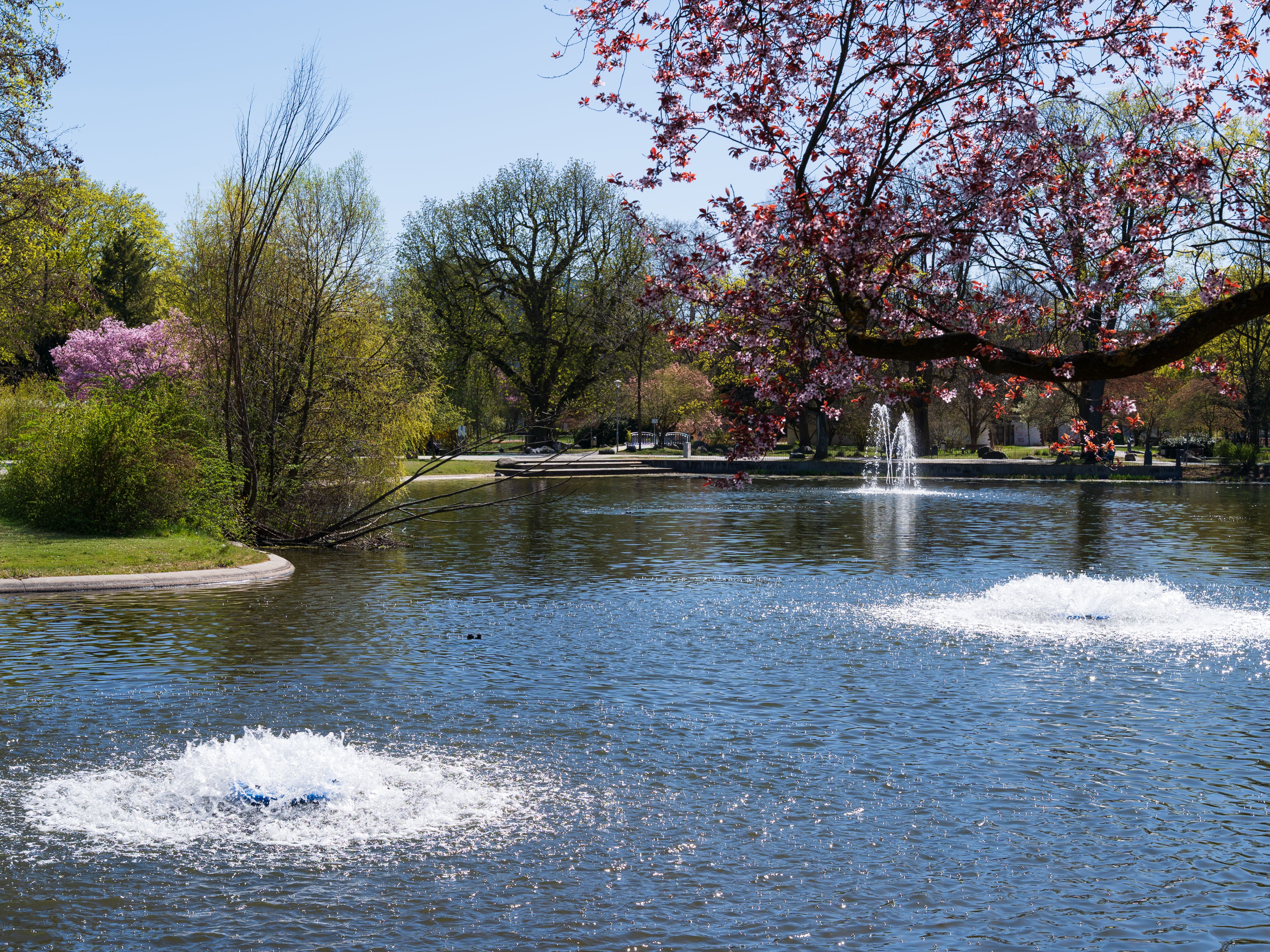 Buckingham Pond