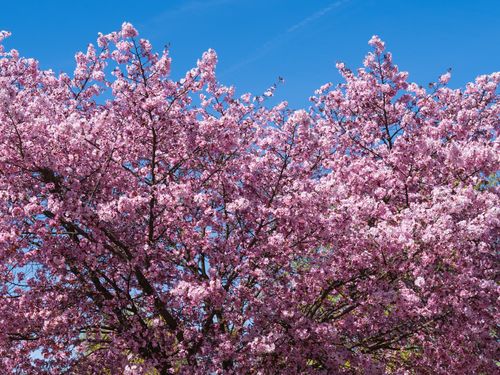 Free A vibrant display of cherry blossoms in full bloom under a clear blue sky, symbolizing the beauty of spring. Stock Photo