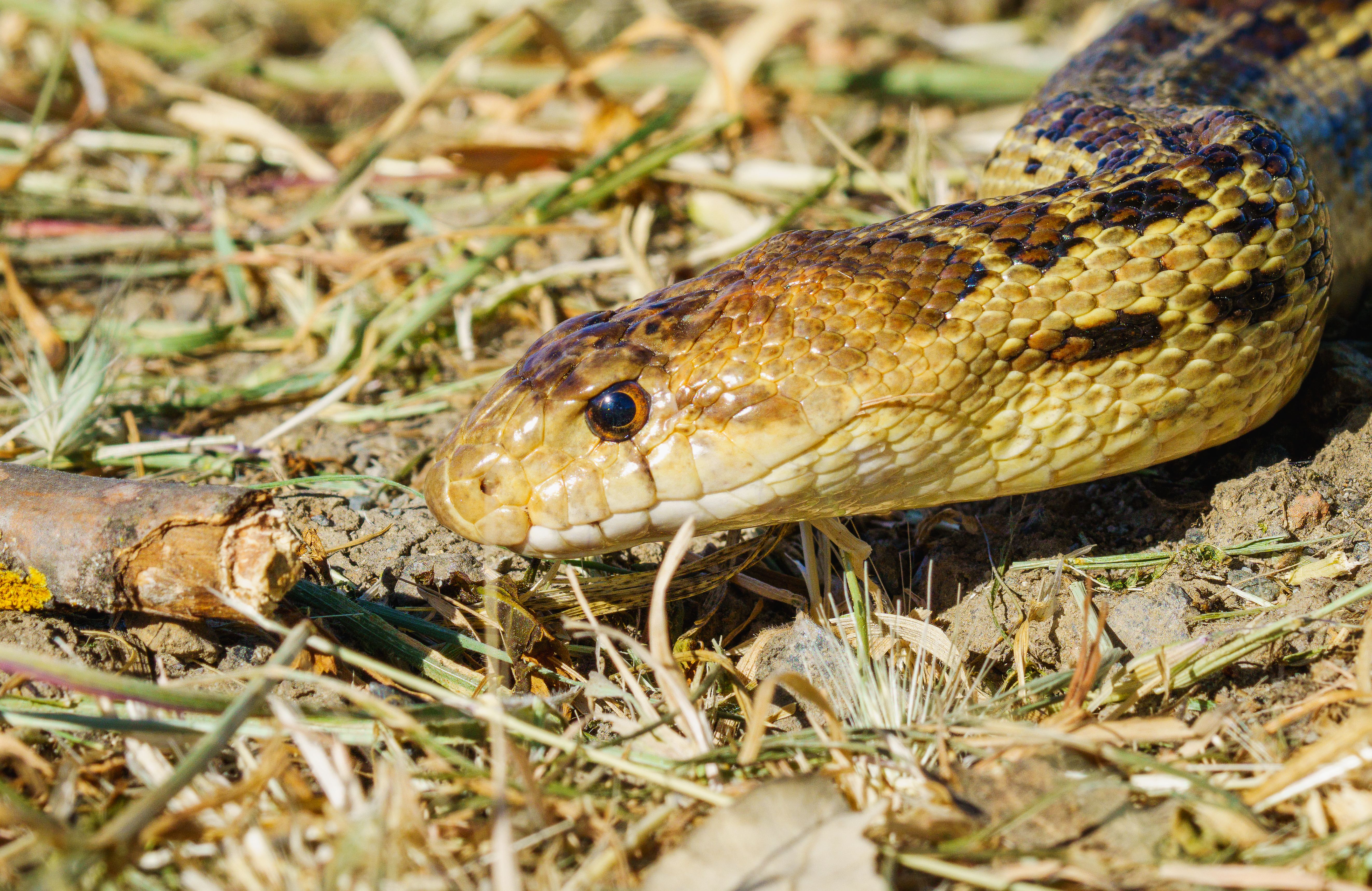 Detailed close-up of a gopher snake in its natural habitat, showcasing its textured scales and earth-tone coloring.