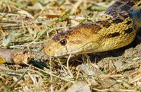 Detailed close-up of a gopher snake in its natural habitat, showcasing its textured scales and earth-tone coloring.