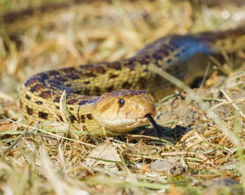 Free A detailed view of a Pacific Gopher Snake (Pituophis catenifer) slithering through grass. Stock Photo