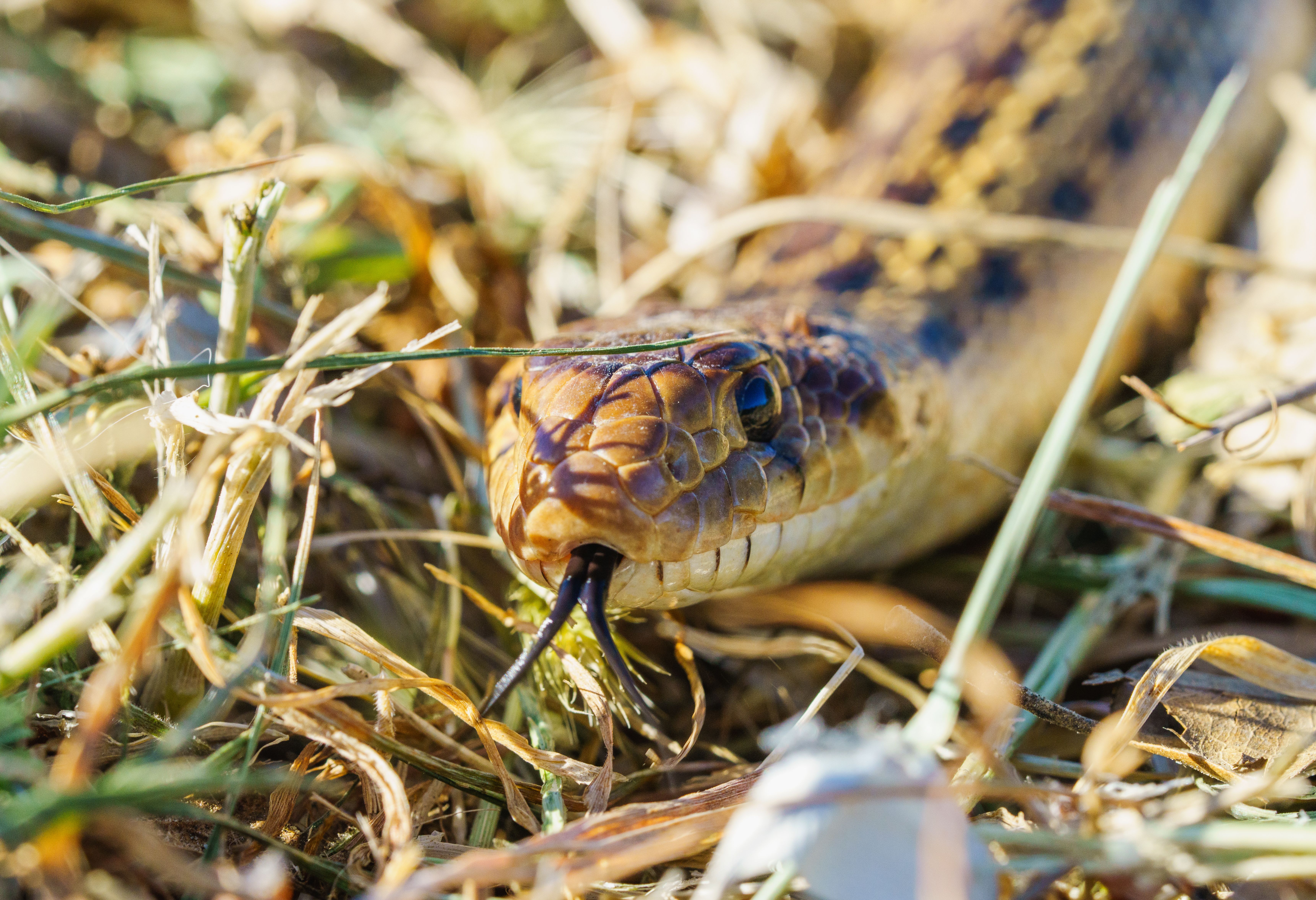 Goiânia: 12 acidentes por picada de serpente em 2026