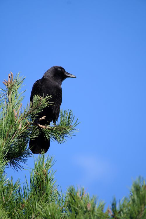 Free A black crow sits atop a pine tree against a clear blue sky in Seattle. Stock Photo