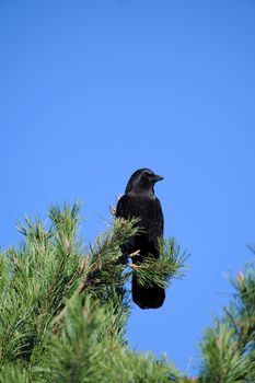 crow photo