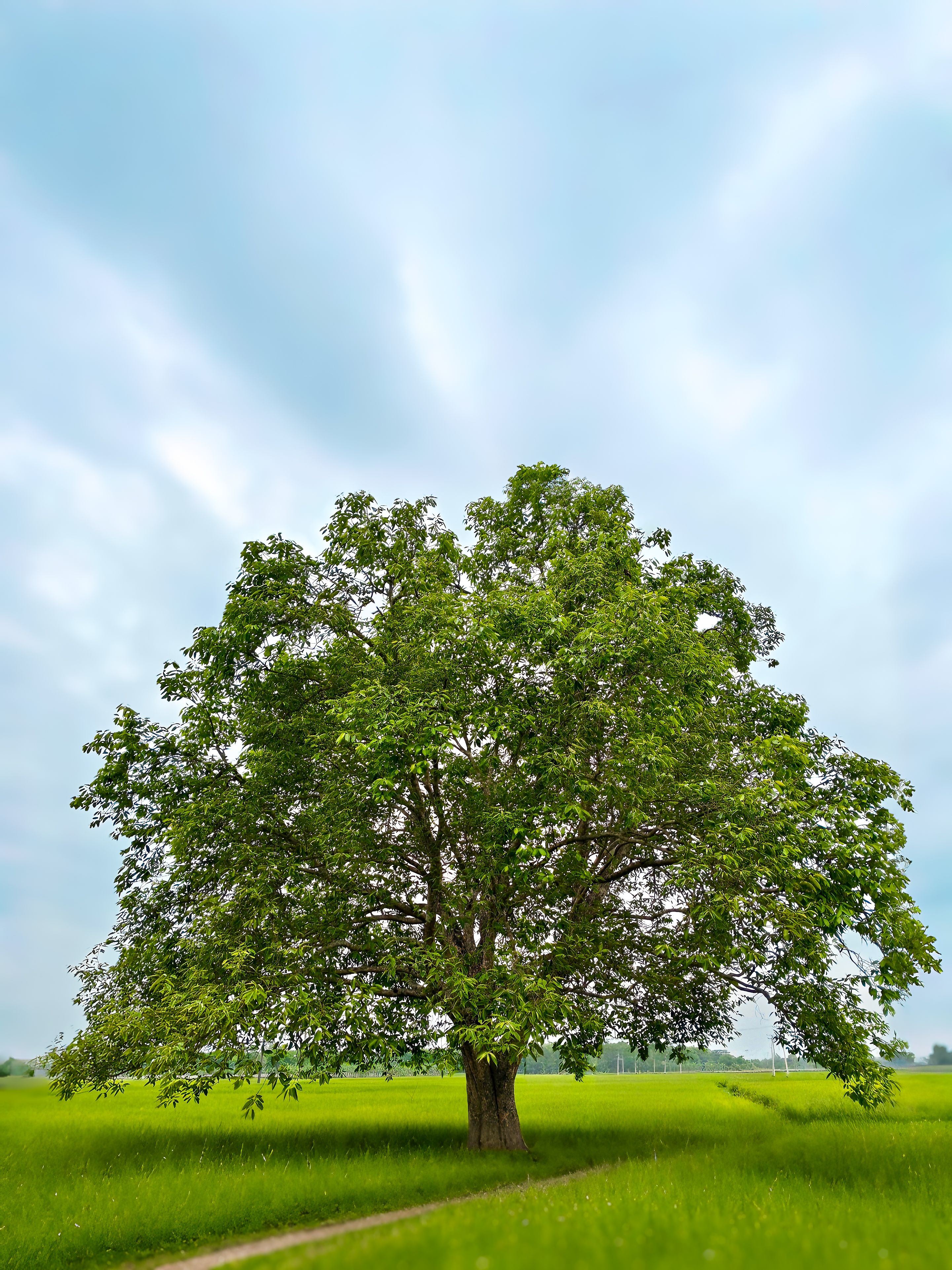 Lone Tree in Vibrant Green Field Under Clear Sky · Free Stock Photo
