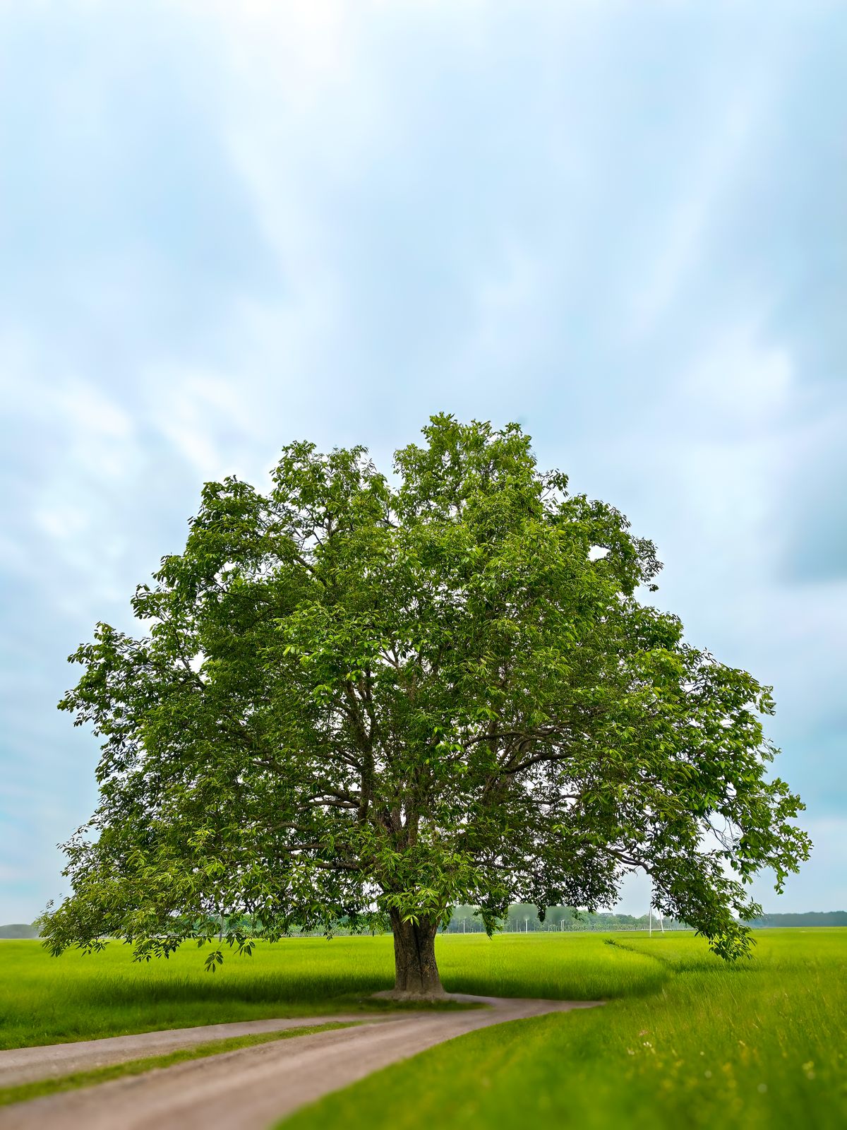 Lone Tree in Vibrant Green Field Under Clear Sky · Free Stock Photo
