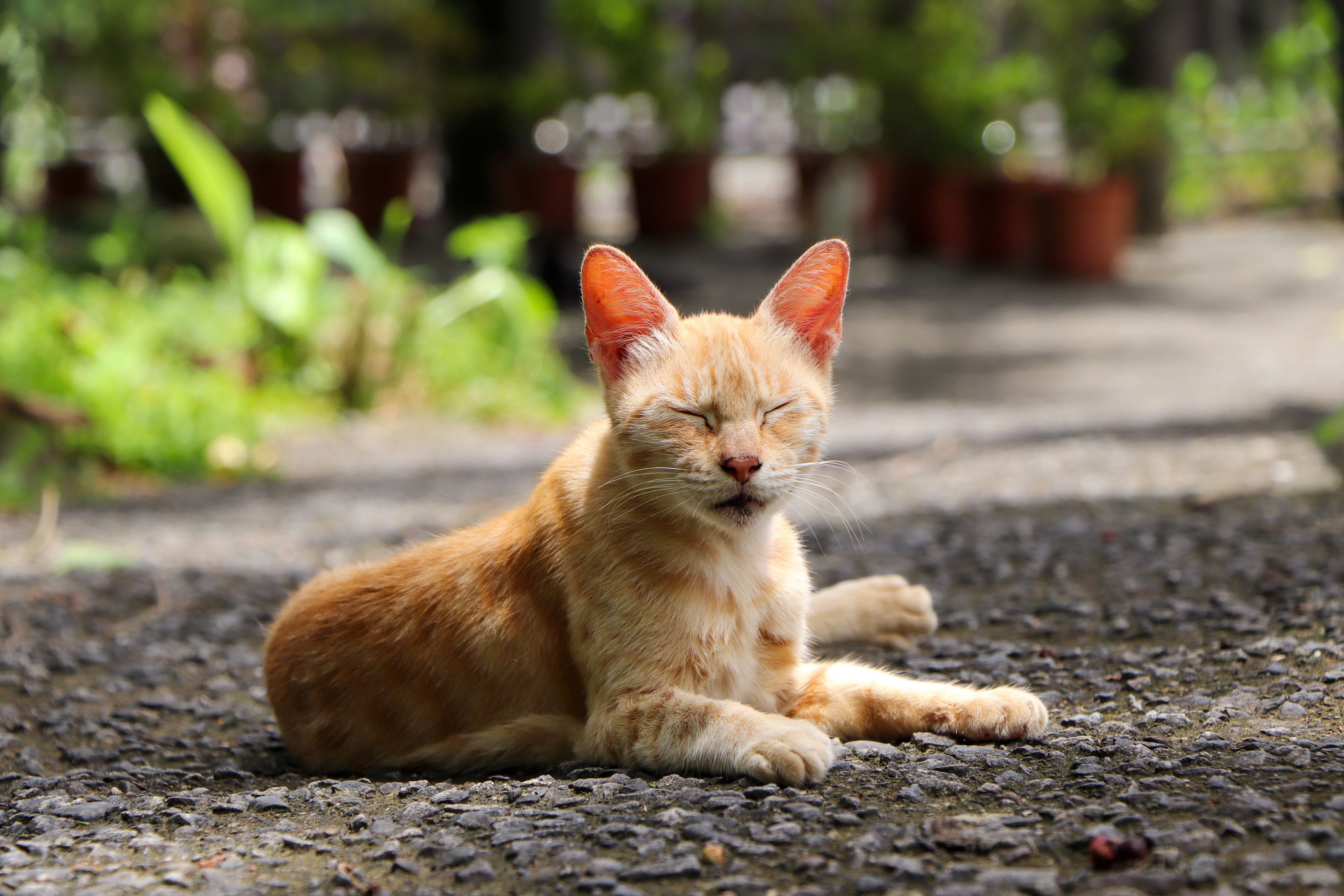 Serene Ginger Cat Relaxing Outdoors in Sunlit Garden · Free Stock Photo