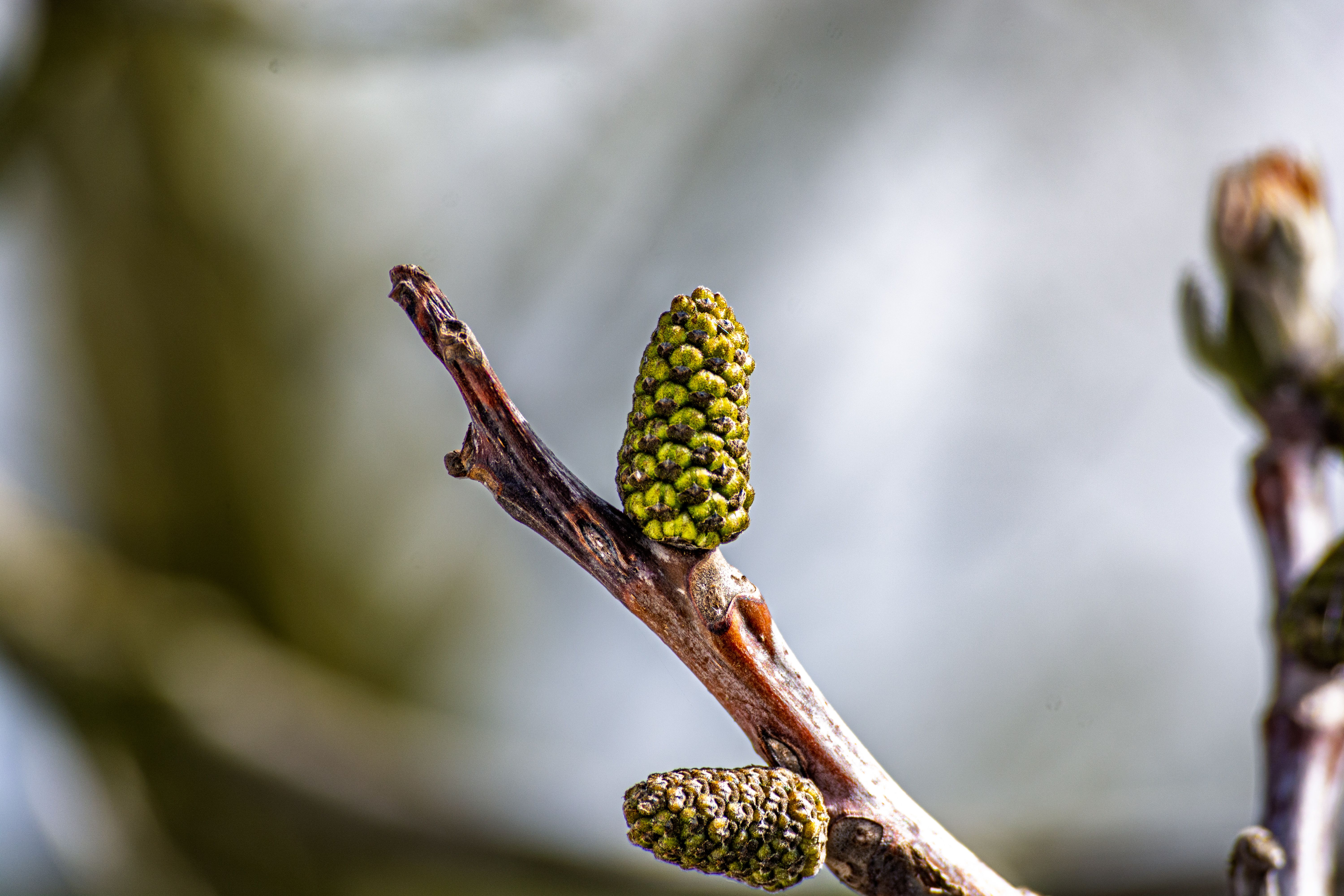 Les 7 Bourgeons d'Arbres Méconnus qui Régénèrent votre Foie et Libèrent une Énergie Vitale Insoupçon