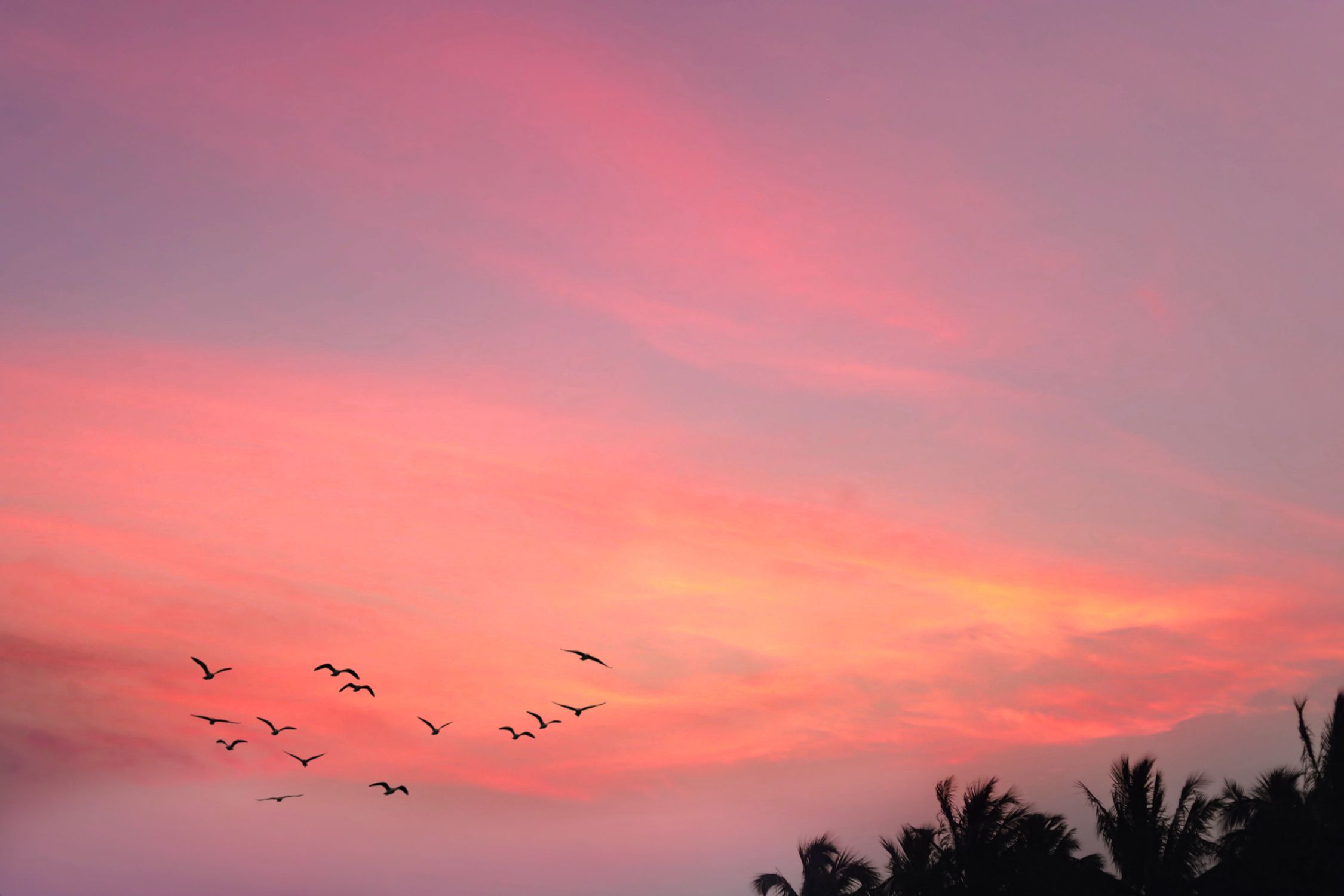 Serene Sunset with Silhouetted Birds and Palm Trees · Free Stock Photo