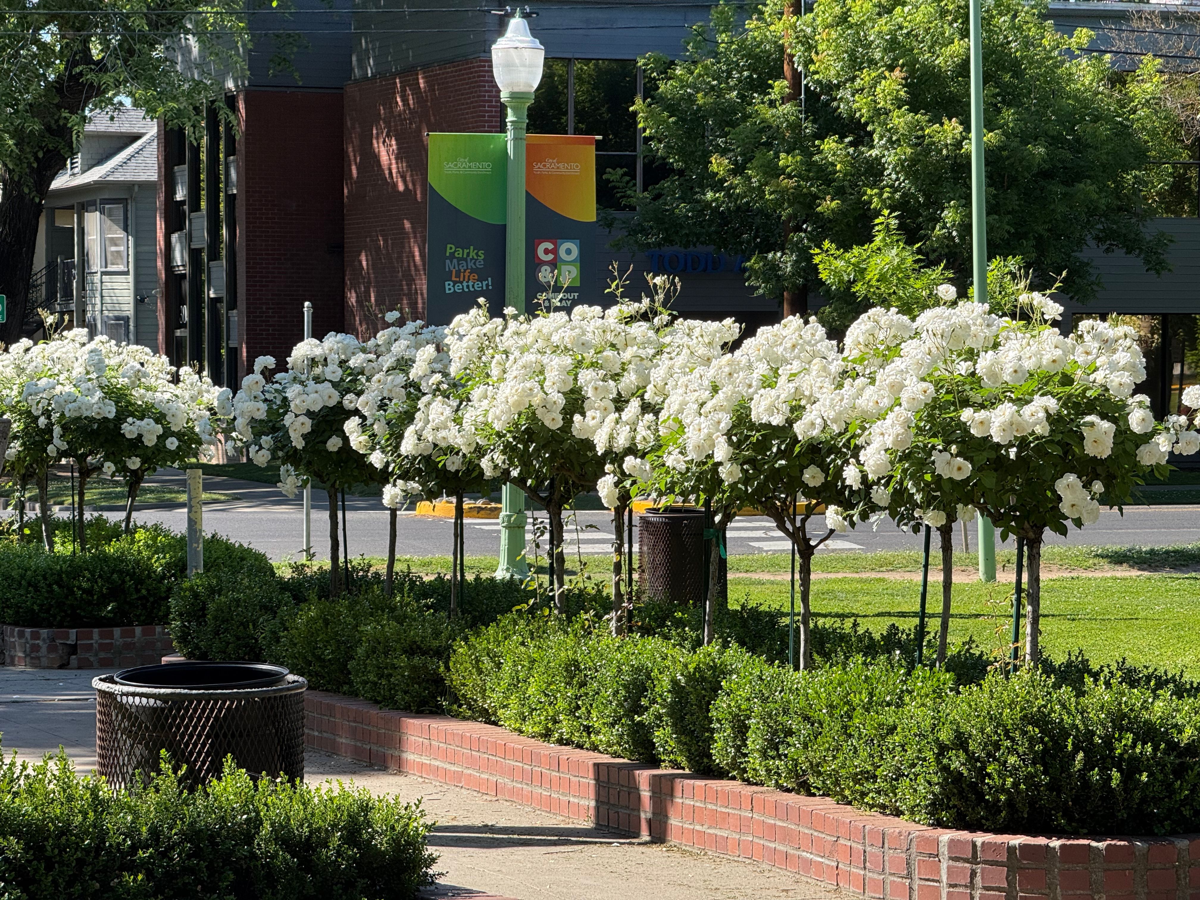 Rose Park