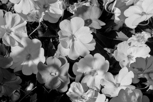 Black and white close-up photograph capturing the intricate details of Impatiens flowers in sunlight.