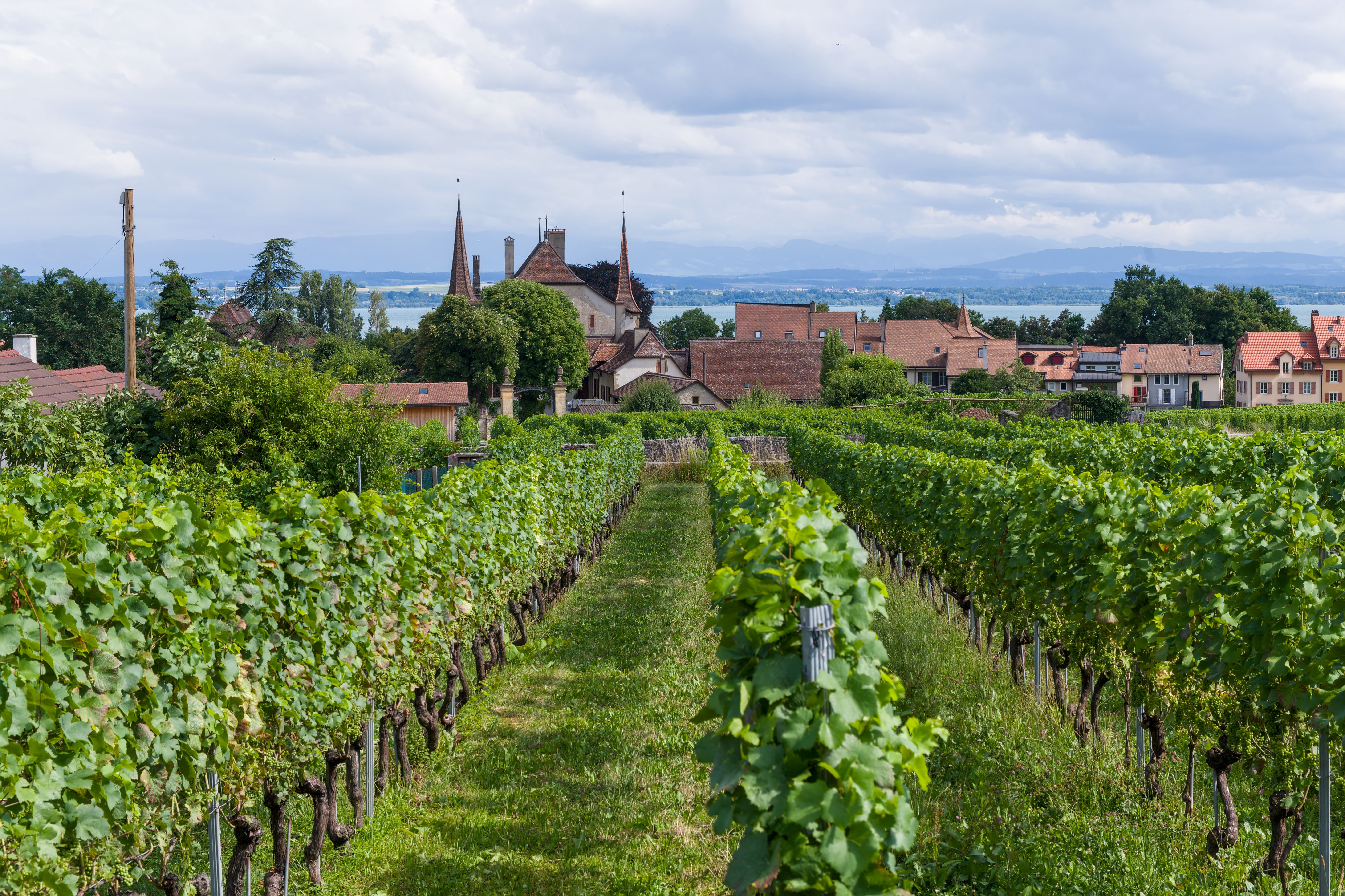 The Vines