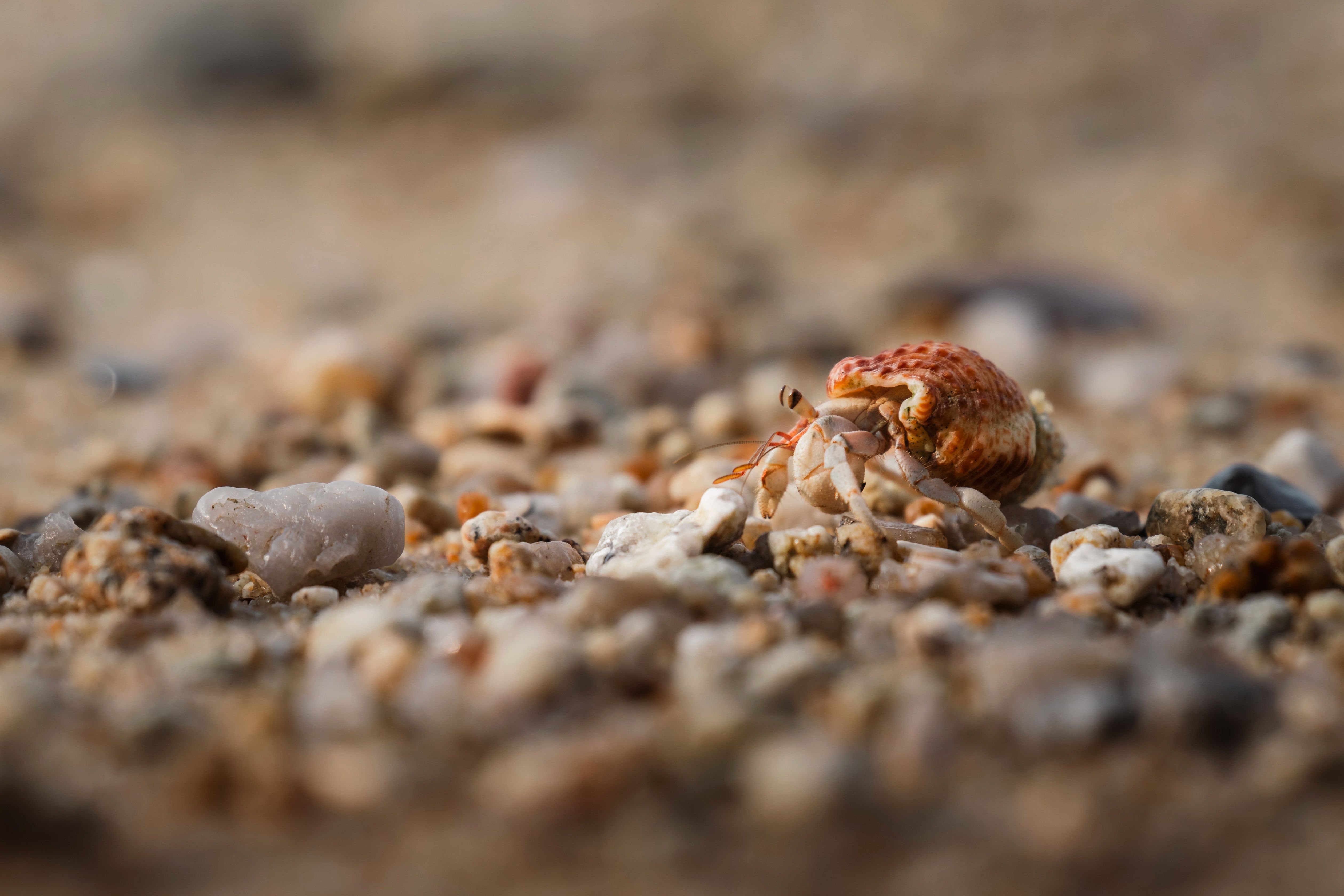 Hermit Crab Tank Setup: Substrate, Pools, Heat & Humidity