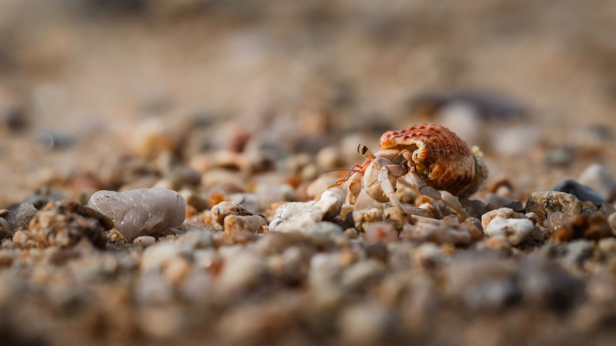 Hermit Crab Tank Setup: Substrate, Pools, Heat & Humidity
