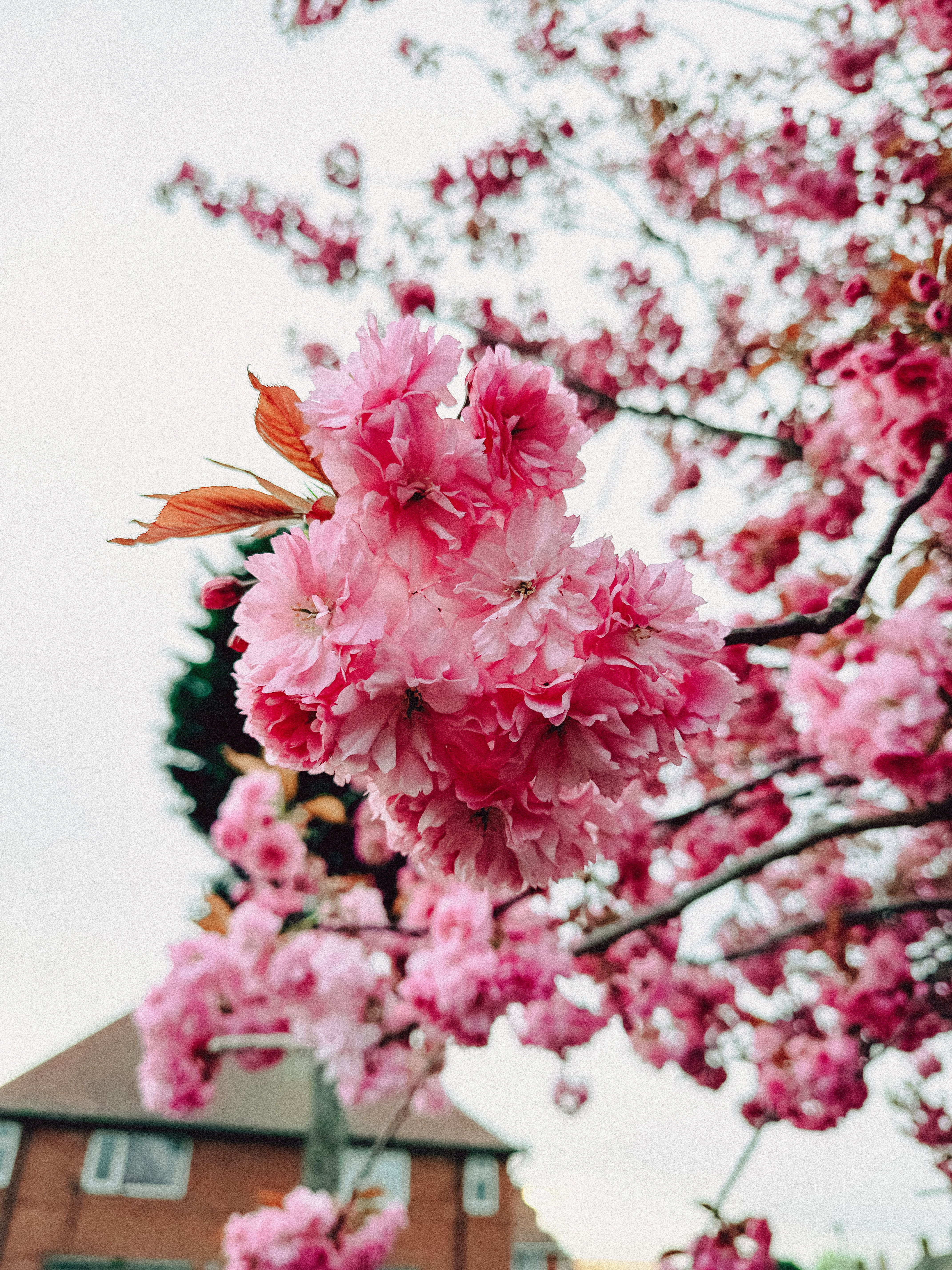 Pink Cherry Blossom Tree in Bloom Close-up · Free Stock Photo