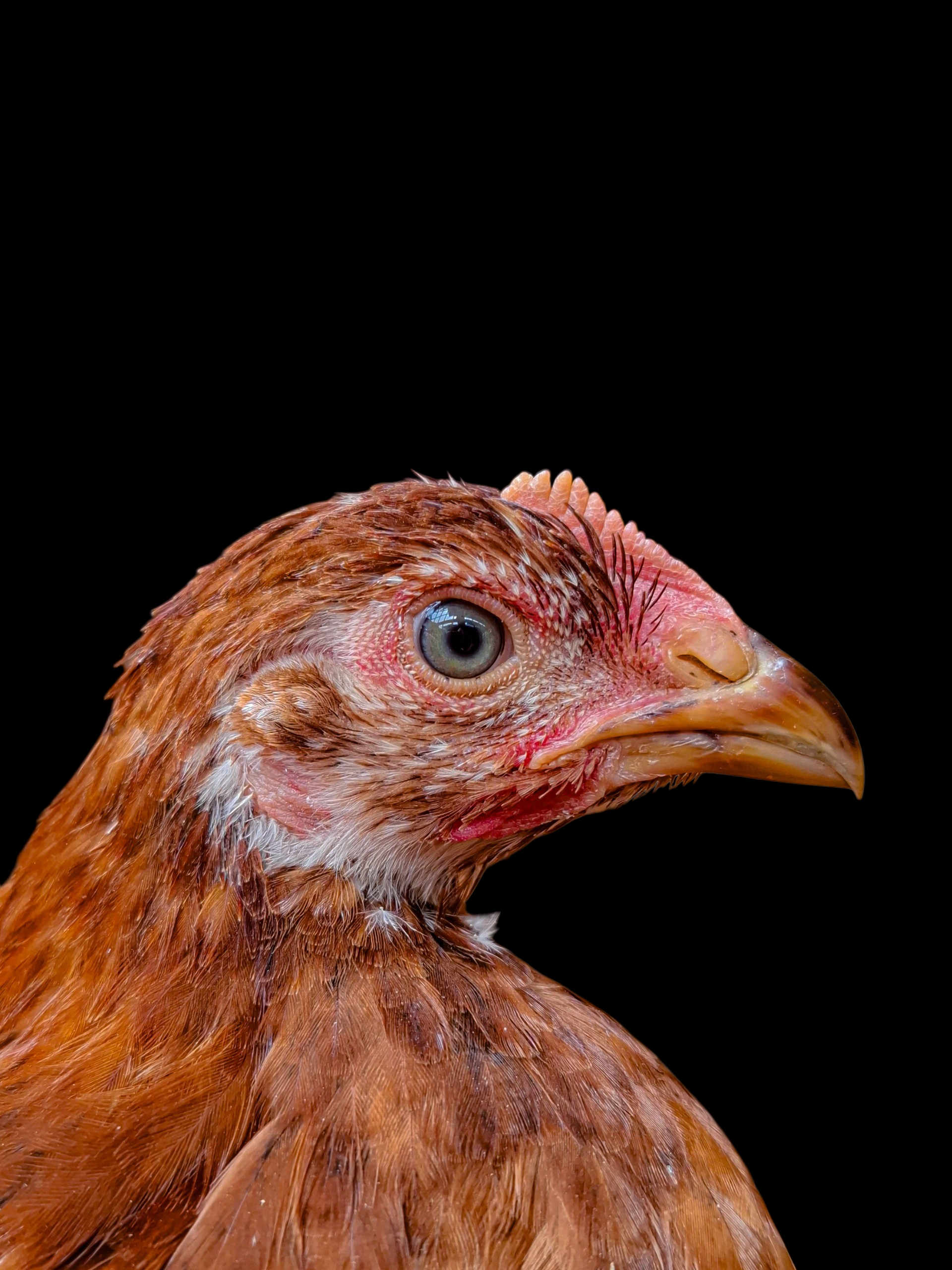 Chicken Transparent Background Photos, Download The BEST Free Chicken ...
