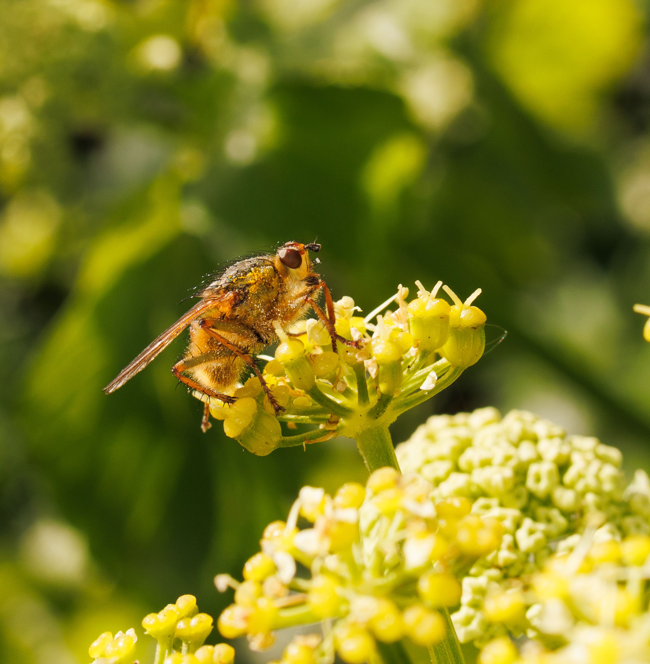 Close-Up of Hoverfly Pollinating Yellow Flowers · Free Stock Photo