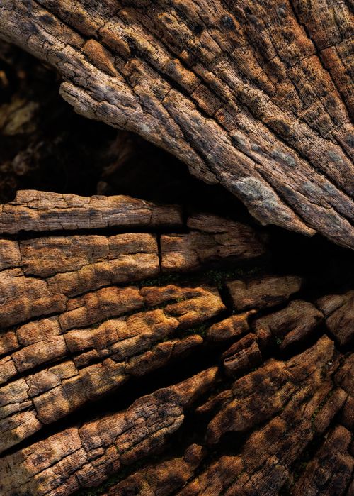 Free Detailed close-up of aged tree bark, showcasing natural texture and earthy tones. Stock Photo