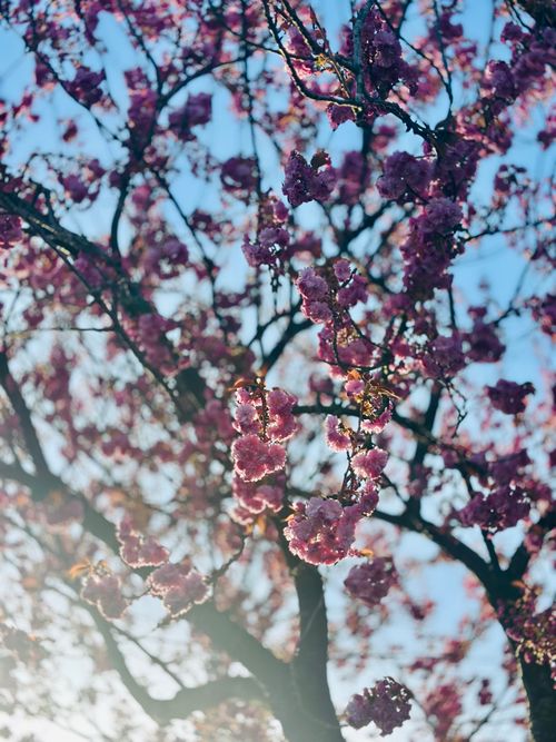 Free Stunning view of pink cherry blossoms blooming on a sunny spring day, captured with artistic bokeh effect. Stock Photo