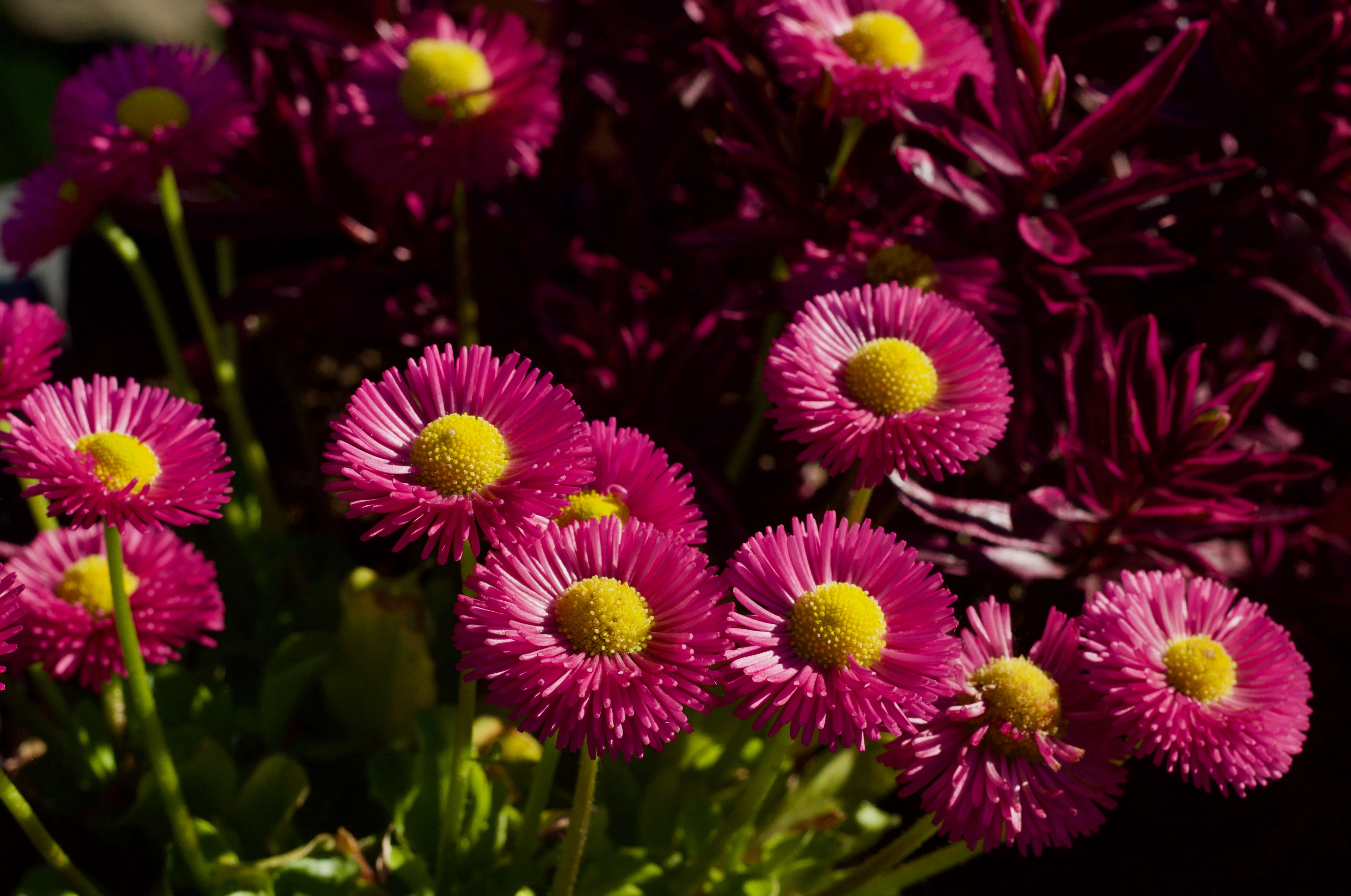 Colorful Bloom of Pink English Daisies in Garden · Free Stock Photo