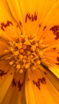 Detailed macro image of a bright yellow Coreopsis flower showcasing its intricate petal and stamen structure.
