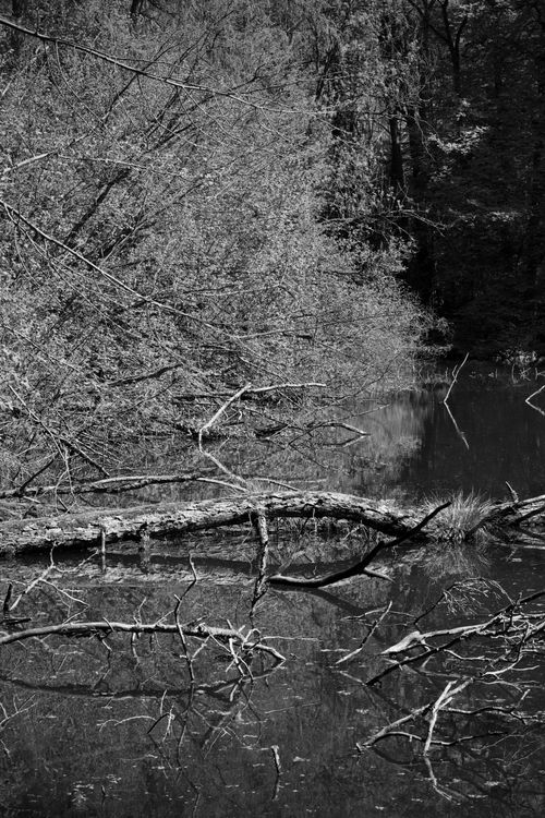 Free A tranquil black and white image of a forest pond reflecting dead branches and trees. Stock Photo