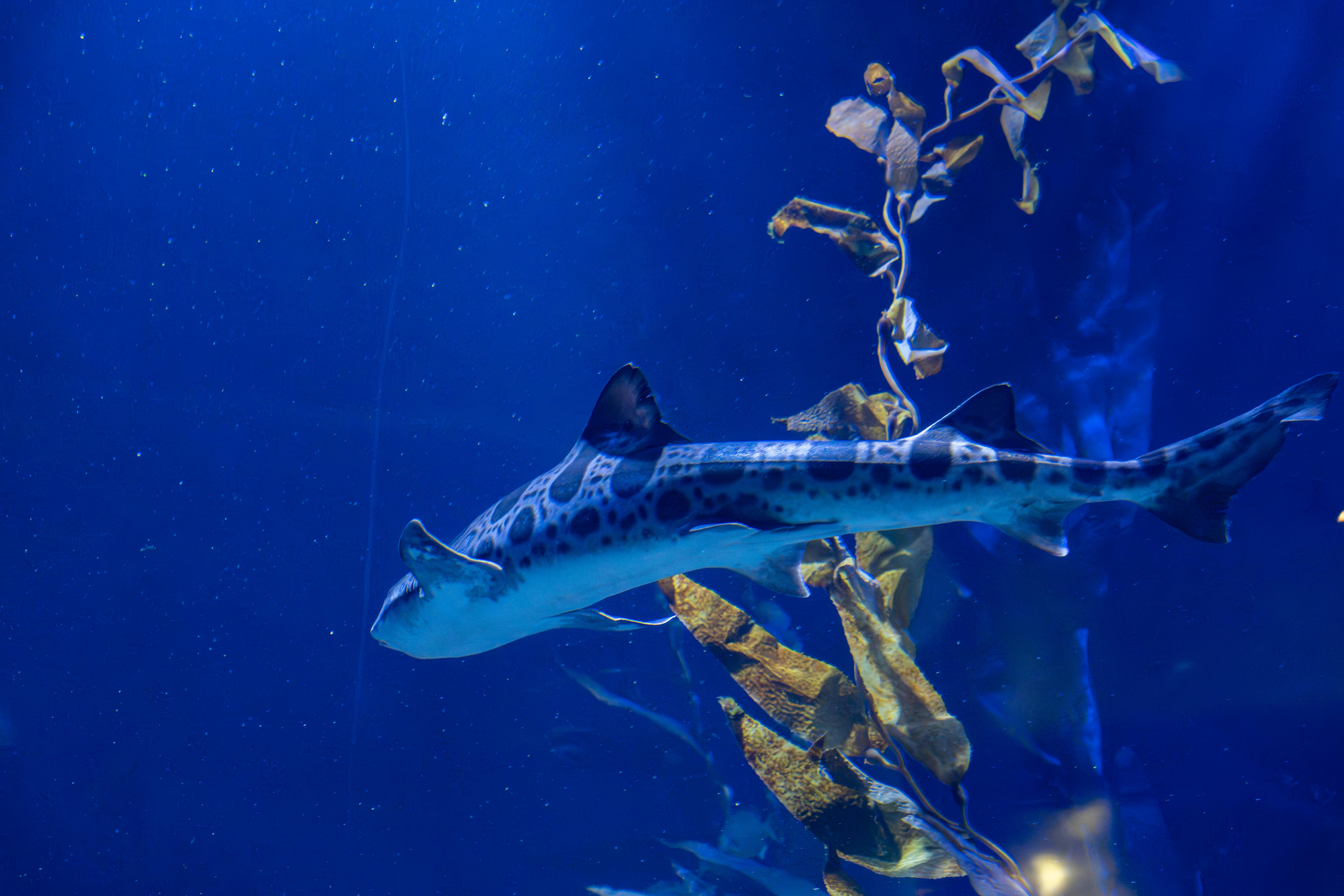 How to watch Shark Week 2025: Live TV &amp; streaming schedule for Discovery special — Photo by Emilio Sánchez  Hernández on 