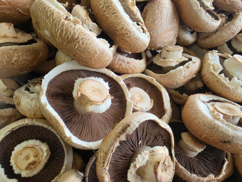 Pile of fresh portobello mushrooms showcasing rich texture and gills.