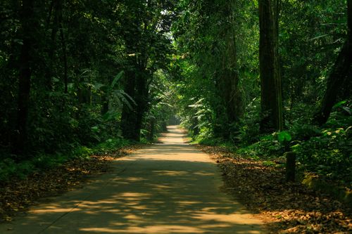 Free Peaceful forest pathway surrounded by lush greenery in Ninh Bình, perfect for nature walks. Stock Photo