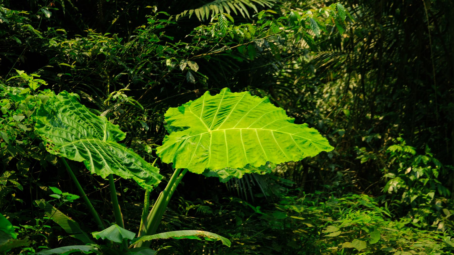 Vibrant green foliage of giant leaves in a dense tropical jungle, Ninh Bình, Vietnam.
