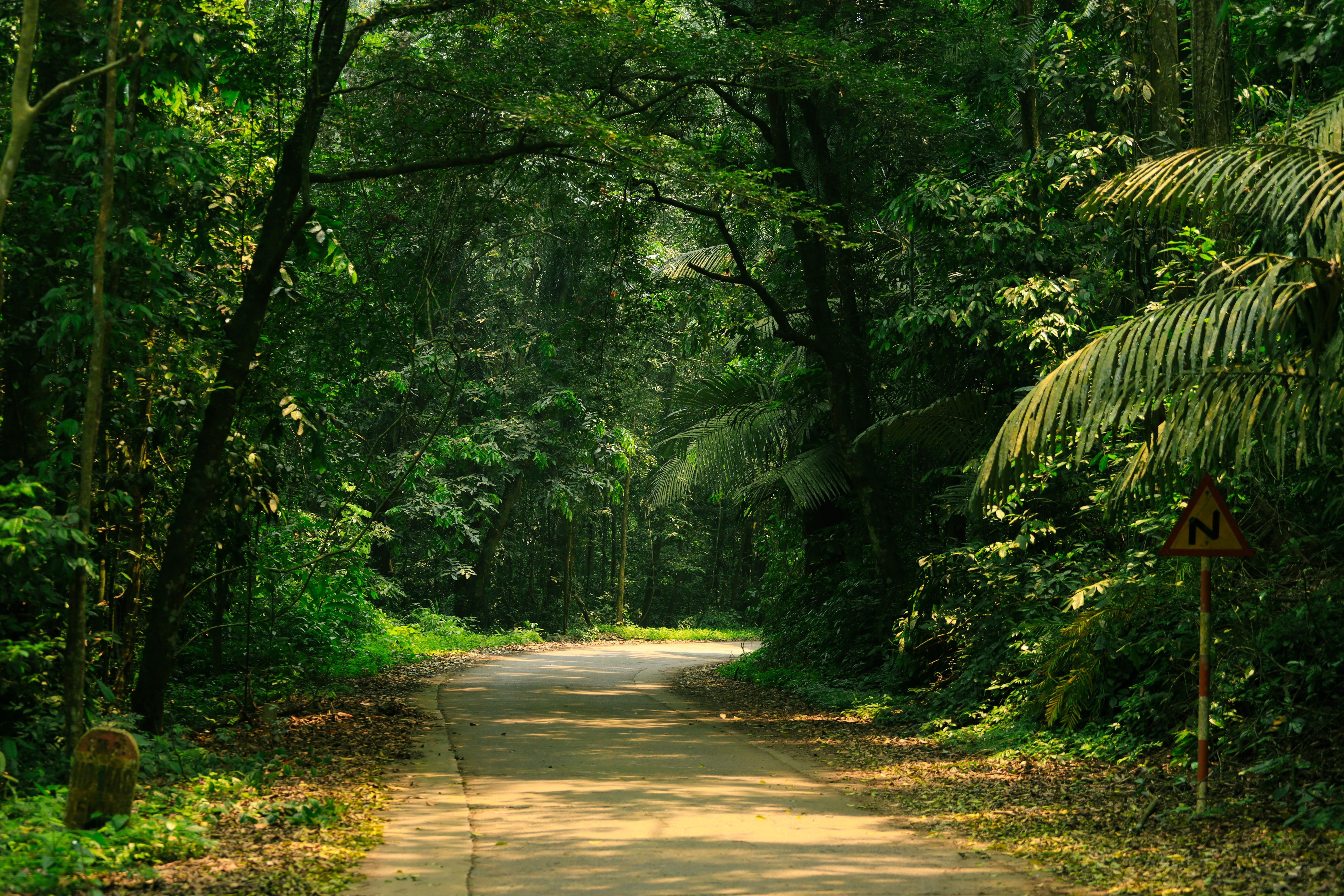 Serene Forest Path in Ninh Bình, Vietnam · Free Stock Photo
