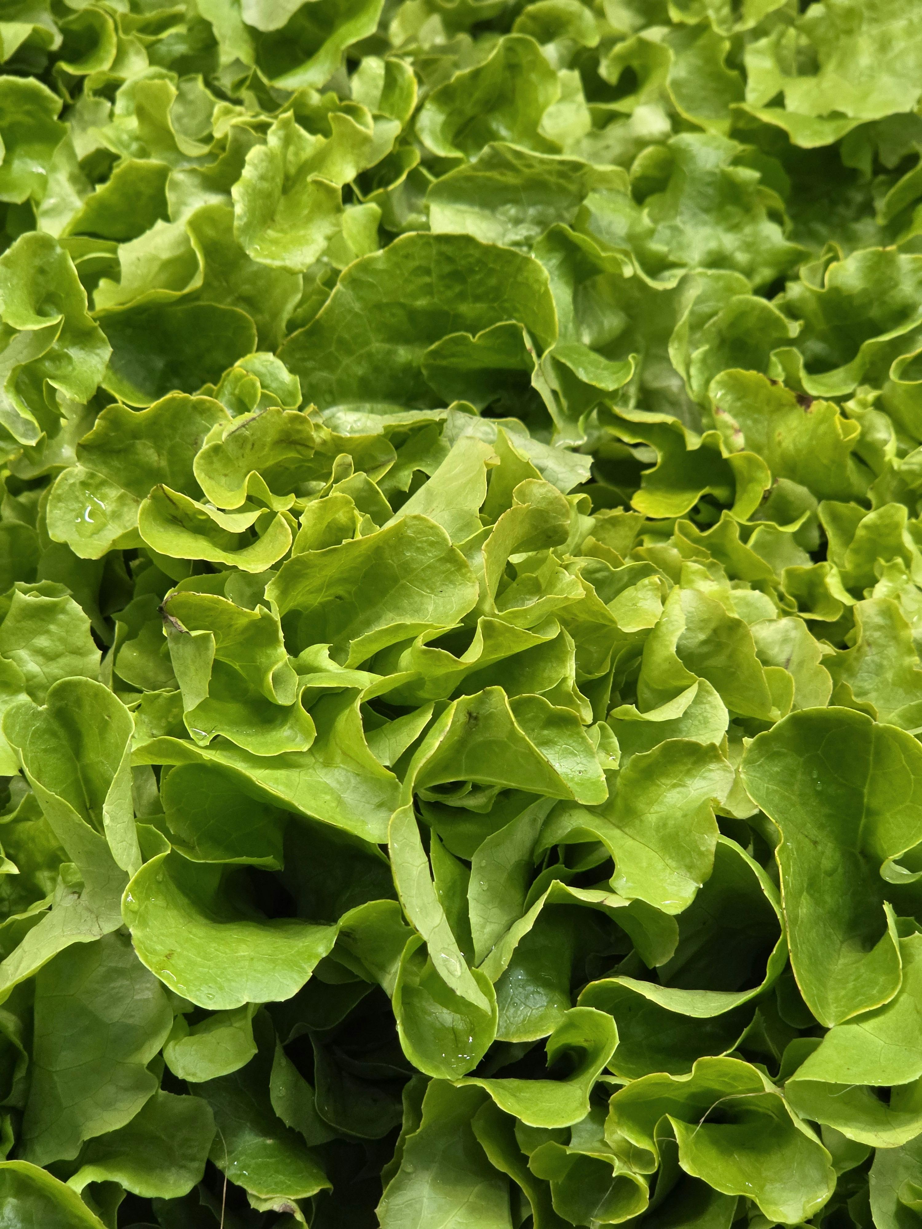 Fresh Lettuce - Urban Goes Green Plant Guide