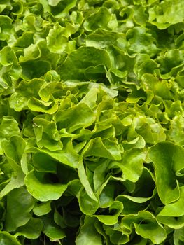 Vibrant close-up of fresh green leafy lettuce, showcasing texture.