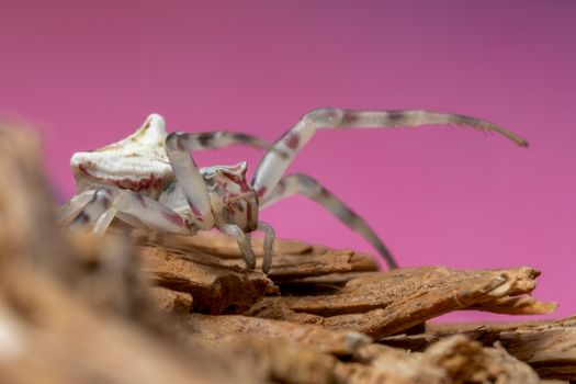 Detailed macro shot of a white crab spider camouflaged on bark with a vivid pink background.