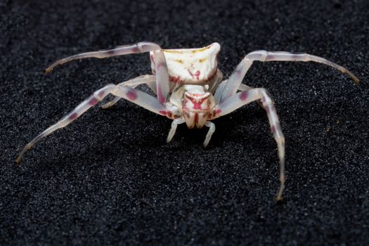 Detailed macro shot of a white crab spider (Thomisidae) against a dark texture, showcasing vivid colors.