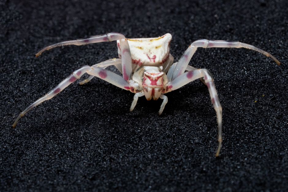 Detailed macro shot of a white crab spider (Thomisidae) against a dark texture, showcasing vivid colors.