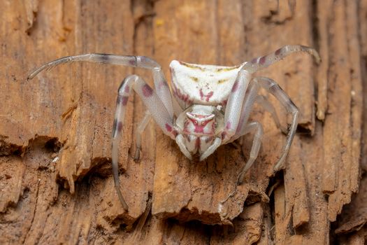 Macro shot of a white crab spider with red markings on a wooden texture background.