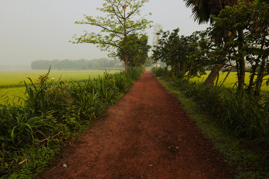 A tranquil rural path lined with trees and lush green fields under a gentle sky.