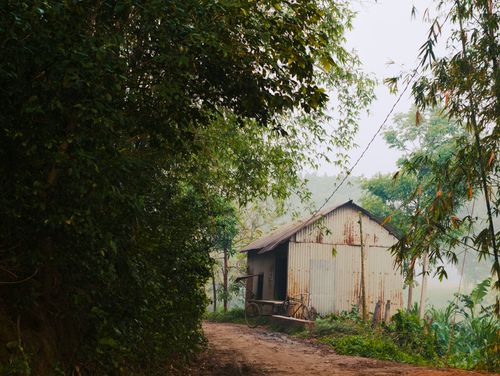 Free A rustic metal shed sits quietly amidst a lush, misty forest path, evoking a peaceful rural ambiance. Stock Photo