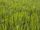 grass background