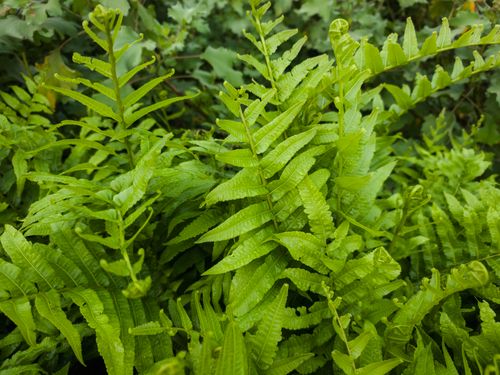Free Vibrant close-up of fresh green fern leaves, showcasing nature's lush foliage. Stock Photo