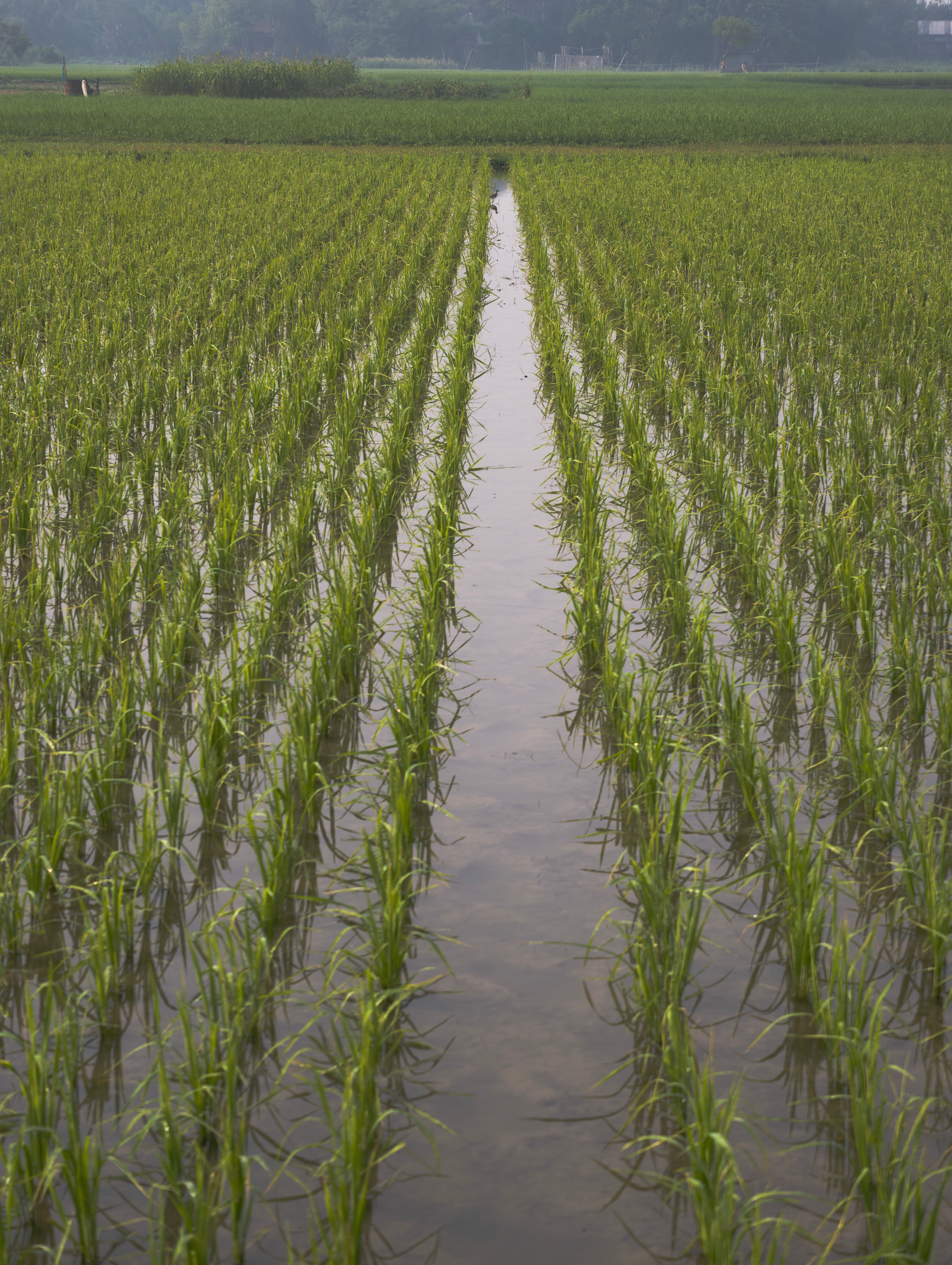 Photo of Cropland · Free Stock Photo