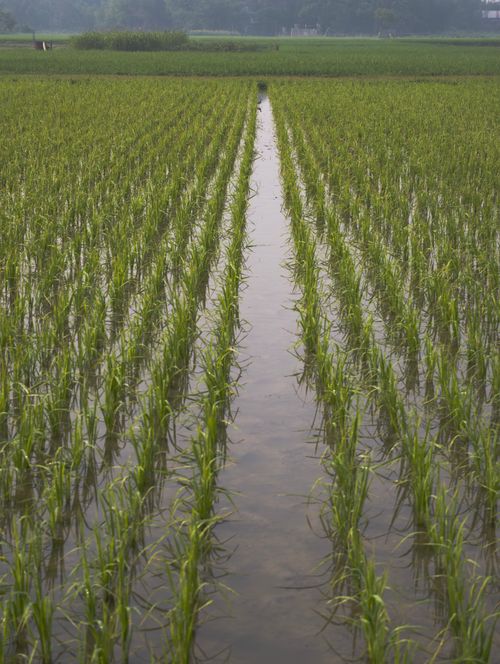 Free A vibrant rice paddy field with rows of green plants under daylight. Perfect for agricultural themes. Stock Photo