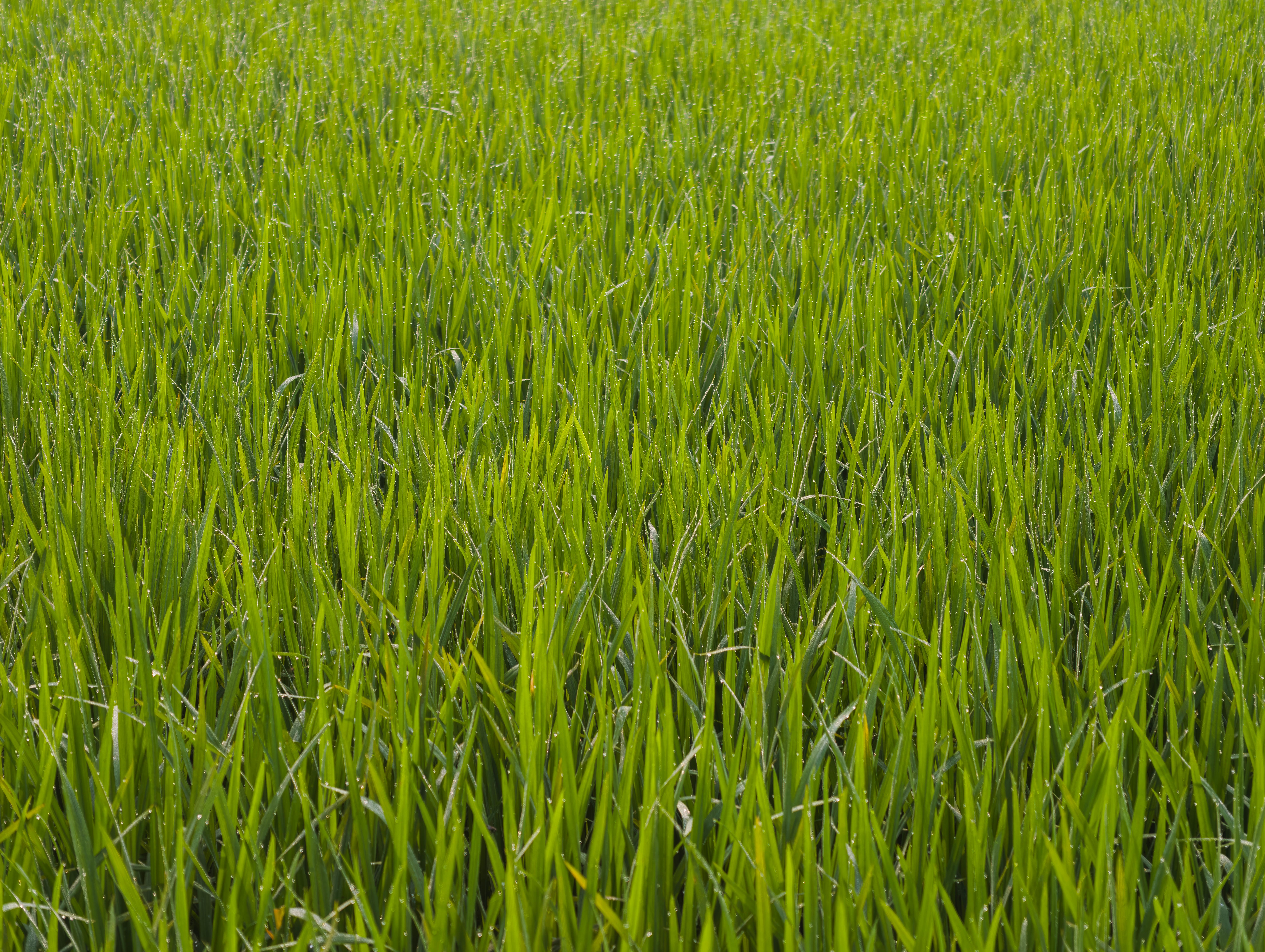 korean green rice paddy summer